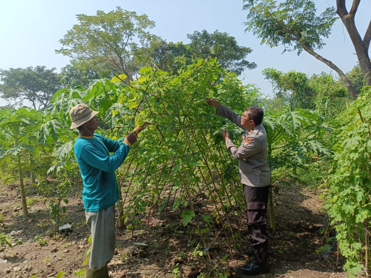Program P2B Polsek Porong Dorong Swasembada Pangan di Desa Pamotan Sidoarjo
