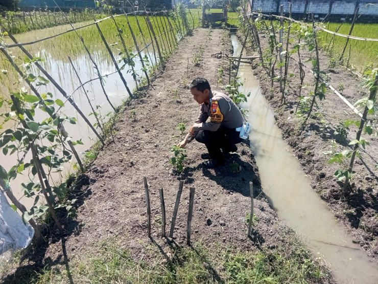 Bhabinkamtibmas Gemurung Tinjau Lahan Ketahanan Pangan Pertanian Terong