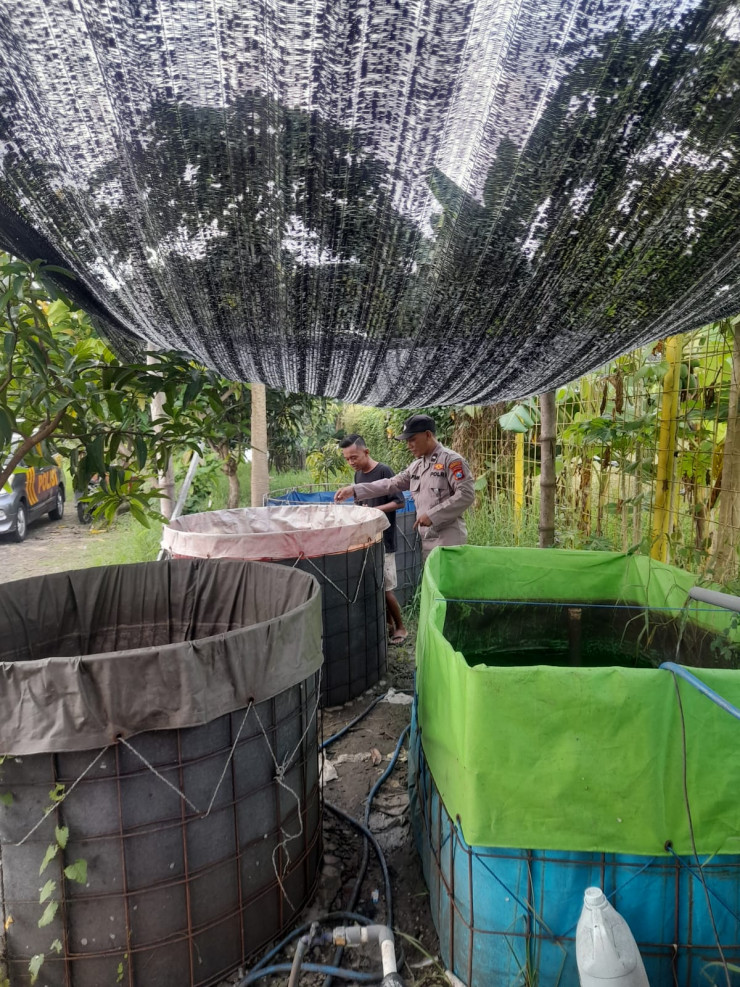 Langkah Ketahanan Pangan, Warga Desa Trosobo Manfaatkan Lahan Kosong untuk Kolam Bioflok Pembesaran Lele
