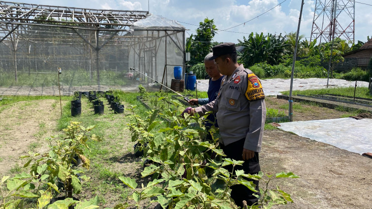 Dukung Ketahanan Pangan, Lahan di Desa Bakung Temenggungan Ditanami Lombok dan Jagung