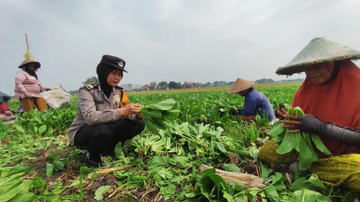 Polwan Polsek Wonoayu Bantu Petani Panen Sawi