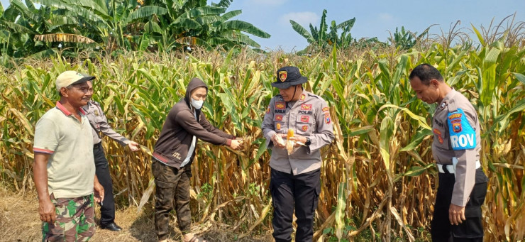 Kapolsek Prambon Tinjau Lahan Jagung Siap Panen