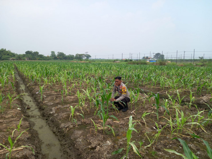 Polisi dan Petani Kompak Rawat Jagung Hibrida, Dukung Ketahanan Pangan di Desa Wonomlati