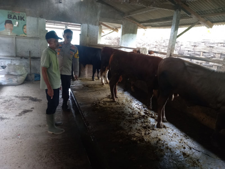 Kanit Binmas Polsek Krembung Tinjau Ternak Sapi Warga, Dukung Program Swasembada Pangan Presiden RI