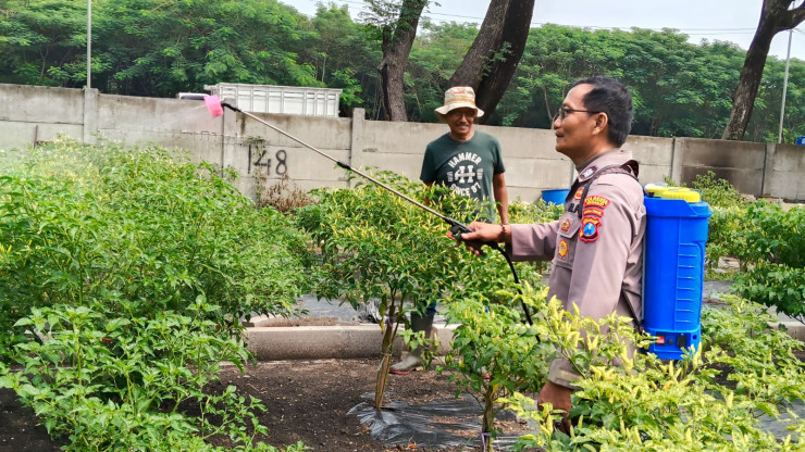 Humanis Jalankan Ketahanan Pangan, Bhabinkamtibmas Polsek Sidoarjo Kota Bantu Pengelolaan Lahan Cabai di Desa Jati Kidul