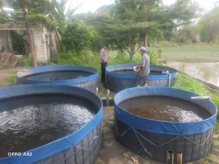 Warga Desa Pertapan Maduretno Manfaatkan Lahan Kosong untuk Budidaya Ikan Lele